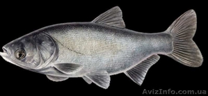 Продам рыбу живую - толстолоб #1040202