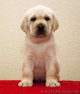 Элитные щенки лабрадора палевого окраса #1047708