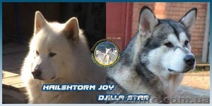 Щенки аляскинского маламута от лучшего питомника #1038380