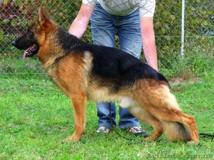 Питомник немецкой овчарки «ABIDOS» продает щенков #1039926