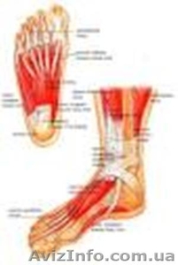 Рефлекторно-оздоровительный массаж стоп  #1038681