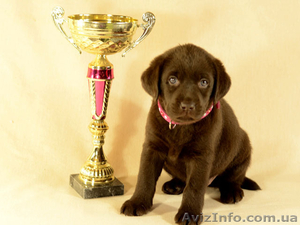 Красивые шоколадные щенки лабрадора #1035535