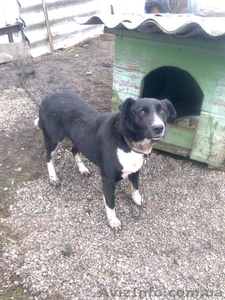 Ник ищет семью!!!  #1041002