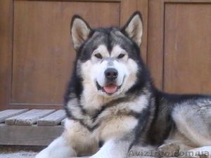 Кобель аляскинского маламута #1038382