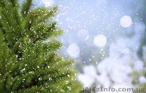 Ель зеленая.Киев. #1046228
