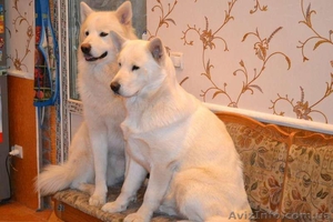 Щенки аляскинского маламута эксклюзивного белого окраса #1038381