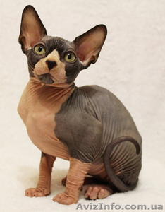 Котята канадского сфинкса. #1041638
