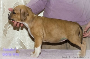 Продаётся щенок амстаффа девочка с шоу перспективой  #1039632