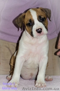 Первокласные щенки Американского Стаффордширского терьера, питомник #1033078