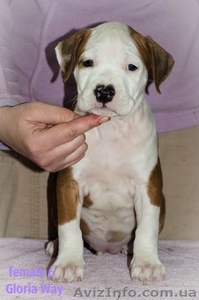 Эксклюзивные щенки Амер.Стафф. Терьера. #346330