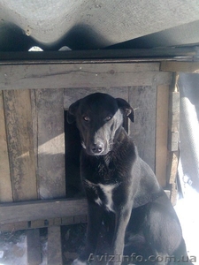 Кобелек 7 месяцев будет беречь Ваше спокойствие!  #1032411