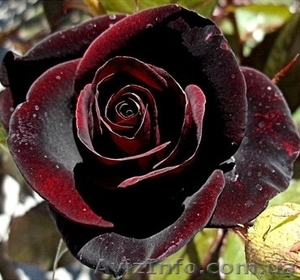 саженци роз оптом  #1048642