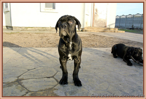 Кане Корсо щенки от итальянской пары Чемпионов #1031476