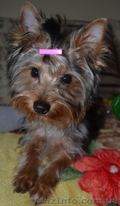 Сабадаш Ярина Теодорівна 0978157748  #1035204