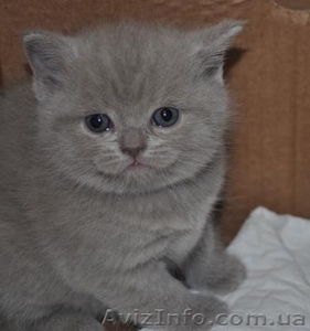 Шотландский толстячок #1044609