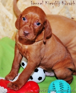 Щенки редкой,  не многочисленной породы венгерская легавая(выжла) #1048452