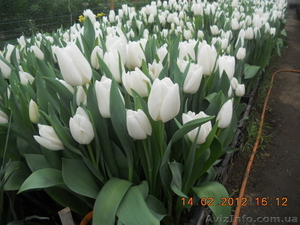 продам срезку  тюльпана оптом #1043712