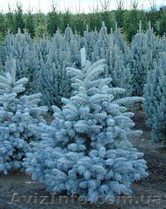 Хвойные и лиственные декоративные растения #1039306