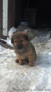 Замечательные мальчики и девочки ищут дом!!!  #1034653