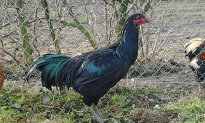 Инкубационное яйцо кур породы Суматра стандарт #1035795