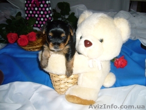  щенки йоркширского терьера продам #1031813