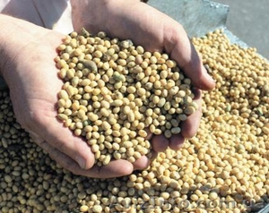продам семена сои,  ранний сорт стойкий к обработке Раундапом #1034757
