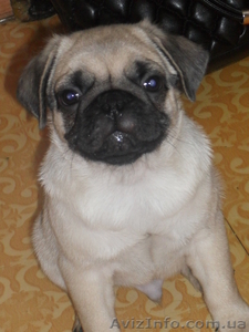 Продам  щенков мопса #1035852