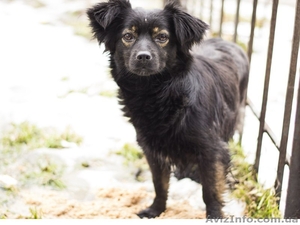 Молодая собачка -девочка ищет заботливых хозяев.  #1041127