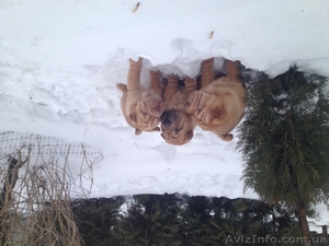 Продаются шарпейчики #1043902