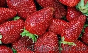 Рабочие на сбор клубники. #1037522