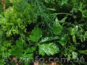 Продам зелень,  салаты,  овощи оптом #1037550