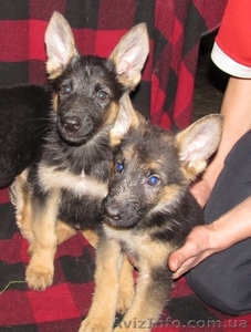 Продаются щенки немецкой овчарки,  в Харькове и обл. #1038880