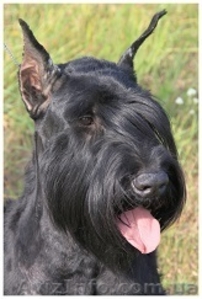 Щенки ризеншнауцера! #1036601