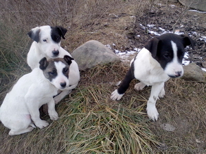 Щенки от мамы-стаффа  подарю #1039347