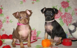 Продам щенков той терьера Родились 05, 01, 2014. #1033264