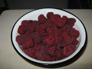 саженцы малины ремонтантной:полка, оранжевое чудо, евразия, и др. #1039063