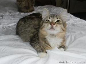 Очень красивая котенок-кошечка ищет дом!  #1040939