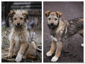 Кудряво-лохматенькие девочки мечтают о доме!!!  #1044936