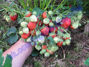 Саженцы (Рассада) Клубники Земляники (Полуниці) Большой вибор. #823574