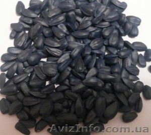 продам семена гибридов F1 подсолнечника #1036134