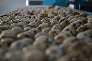 Столовые перепелиные яйца без тары  #1037586