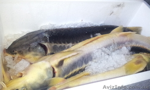 Продам Осетр Русский #1046832