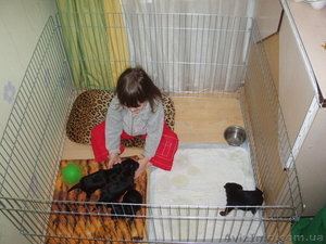 Вольер для содержания щенков или котят 100х100хh60 см #1034812