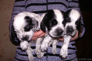 английский кокер #1036889