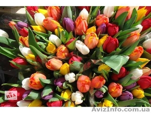 Тюльпан Голландия оптом и мелким оптом #1041733