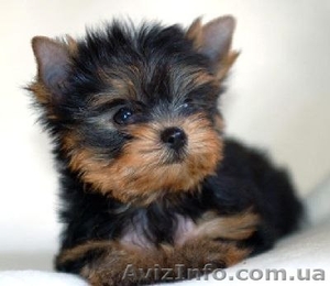 йоркширский терьер щеночек(мальчик) #1046290