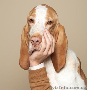 Рекламный форсаж,  для Вашего бизнеса г.Кривой Рог #1043499