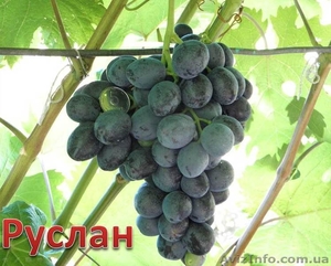 саженцы винограда ранних, средних и кишмишных сортов #1033619