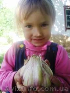 Cемена чеснока продам #1040277