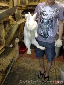 Продажа мяса кролика в Мелитополе на постояной основе цена договорная  #1041949